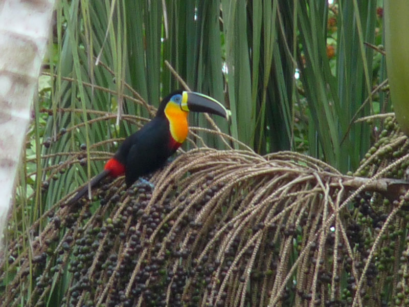 Tucano-de-bico-preto. Foto: Gilberto Nascimento Silva.