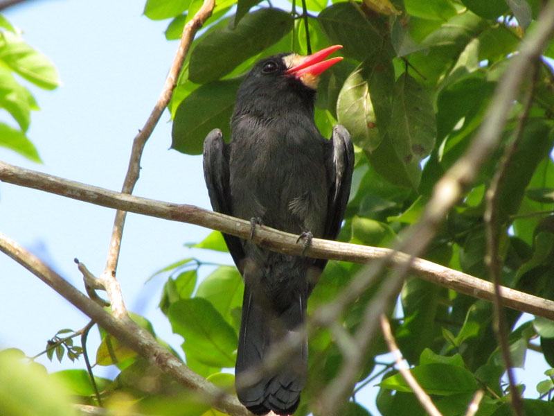 Tanguru-pará. Foto: Gilberto Nascimento Silva.