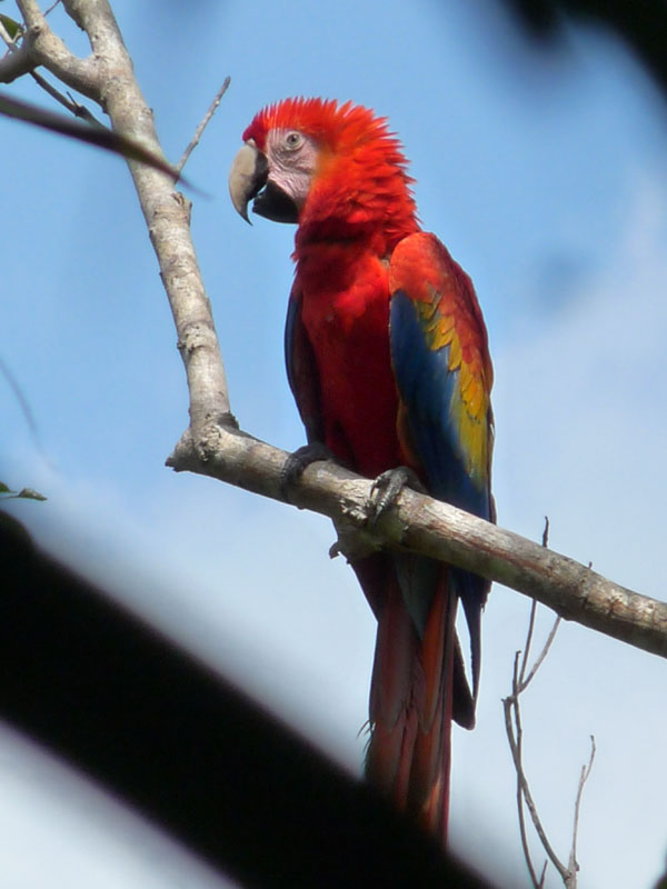 Arara-vermelha. Foto: Gilberto Nascimento Silva.