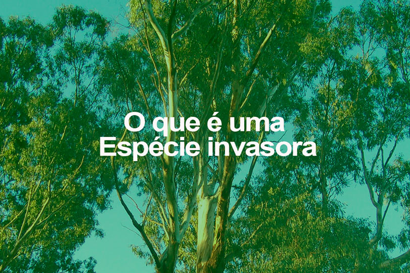 Árvore de eucalipto. Foto: Wikimedia Commons