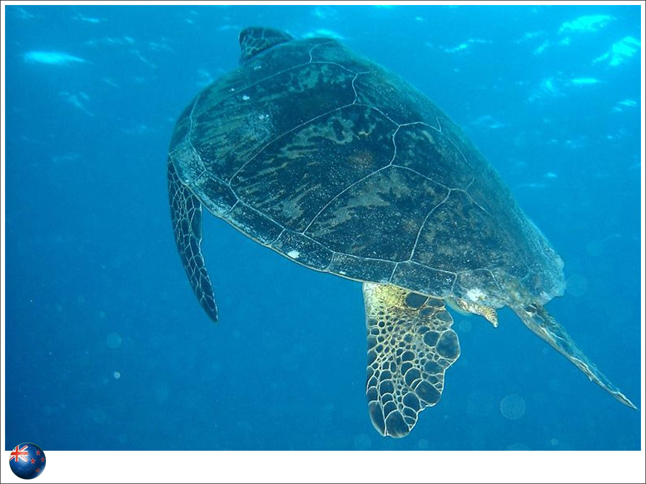 Parque Marinho da Grande Barreira de Coral - Tartaruga-verde