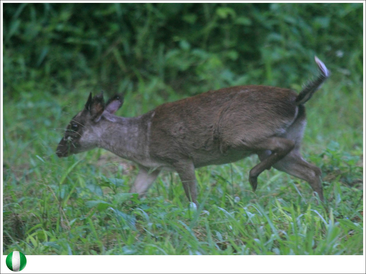Parque Nacional Okomu