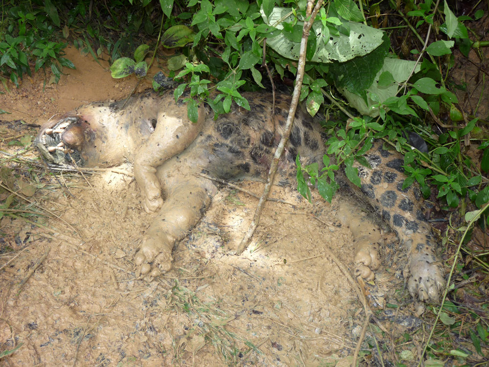 Foto: Gilberto Nascimento Silva.