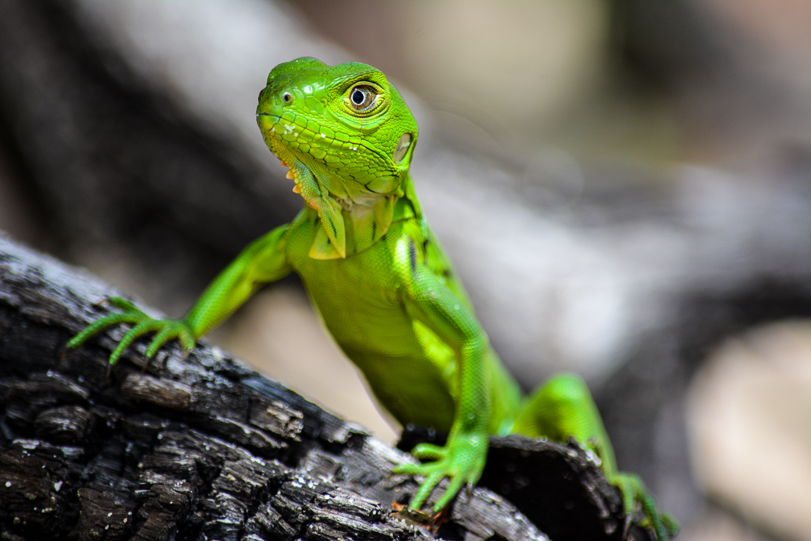 Apesar de ouvir falar, menos da metade dos brasileiros sabe explicar o que é Biodiversidade. Ainda assim, estamos melhores do que países ricos. Foto: Vandré Fonseca