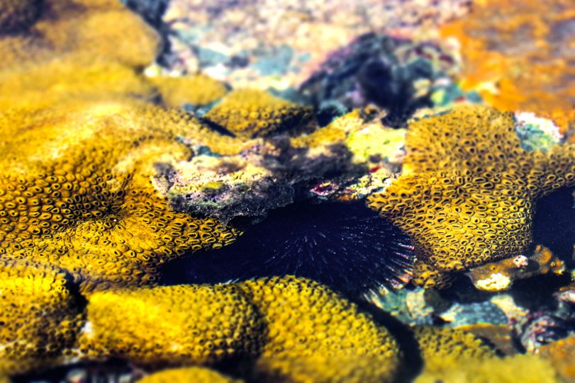 Biodiversidade do Parque Nacional de Abrolhos. Foto: Fabíola Ortiz