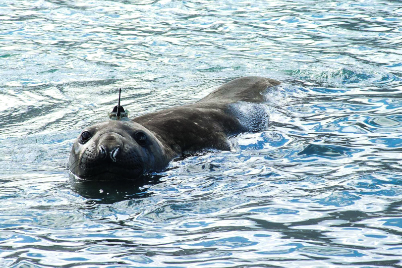 Focas equipadas com sensores mandam dados sobre salinidade e temperatura das águas mais gélidas e remotas do planeta. Fotos: Universidade Saint Andrews/Divulgação