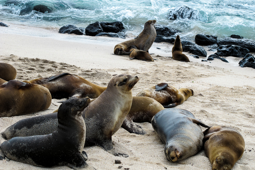 Leões marinhos em San Cristóbal, Galápagos. Foto:
