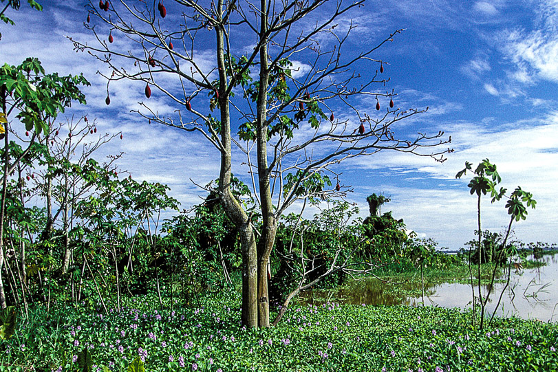 A RESEX Alto Juruá tem sofrido com o desmatamento sem fiscalização e pelo incentivo à pecuária. Foto: ICMBio