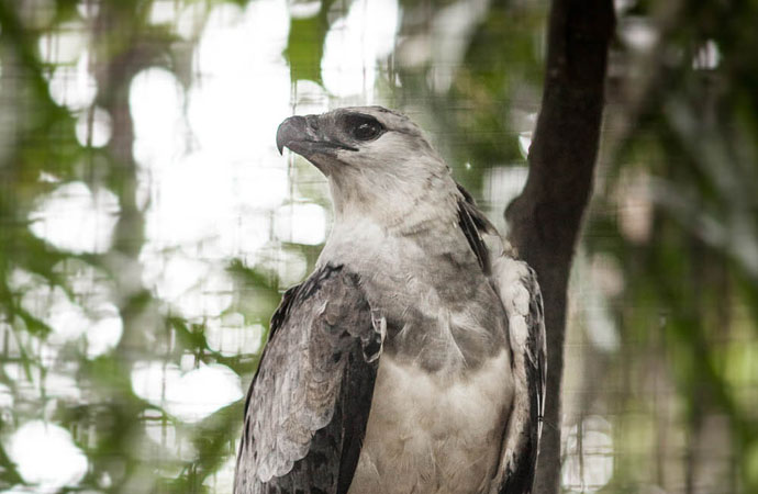O Gavião-Real que chegou ao Sauim-castanheiras baleado no pescoço. Sua recuperação levou um ano e permitiu que ele fosse devolvido à natureza. Fotos: Marcio Isensee. | Clique para ampliar