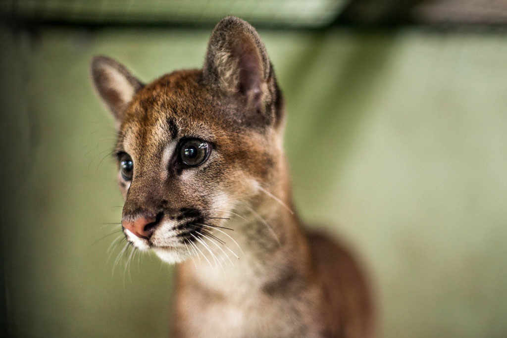 Filhote de Onça-Parda de 6 meses. A reintrodução deste animal na natureza é praticamente impossível.