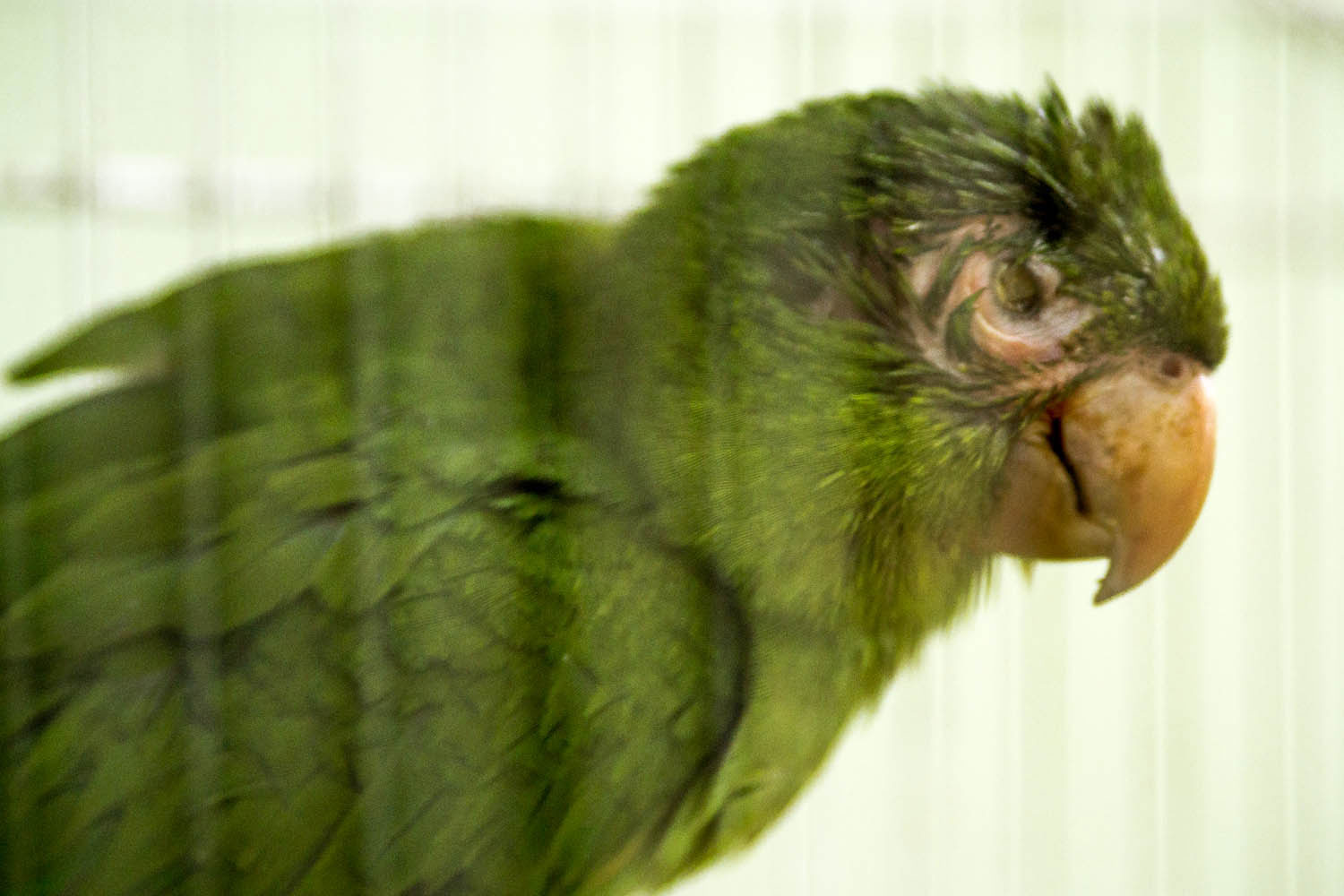 Um periquito sem os olhos, arrancados em cativeiro.