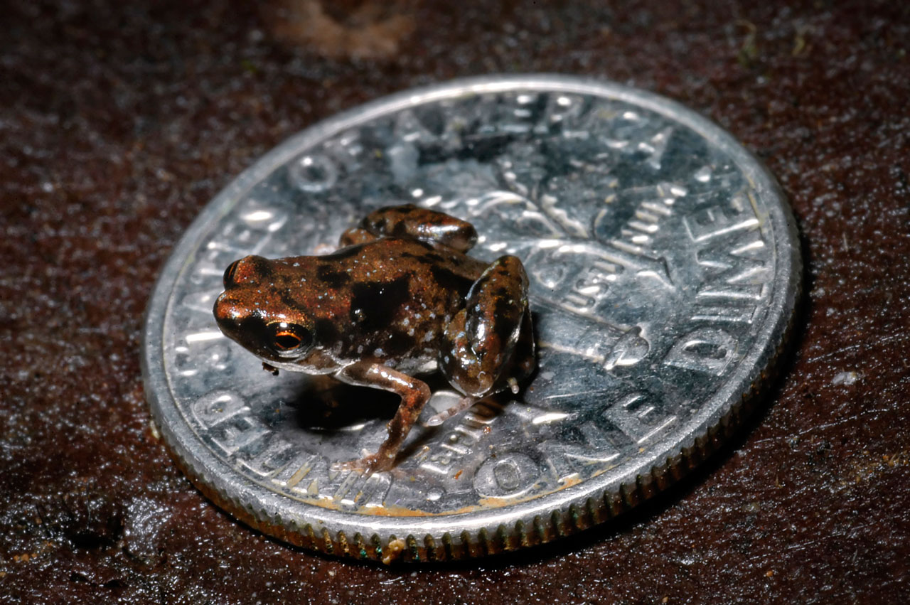 Fotografia do P. amanuensis sobre um centavo norte-americano (diâmetro 17.91 mm). Crédito: Christopher C. Austin