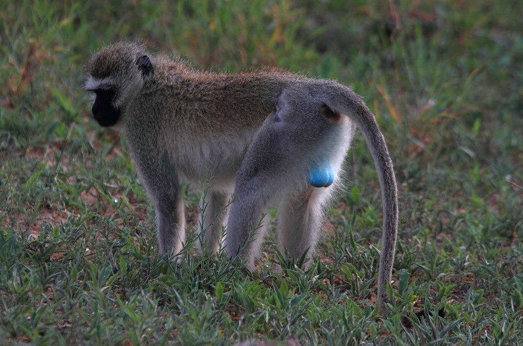 Um macho de vervet Chlorocebus pygerythrus dá as costas para um grupo rival, mostrando seu desdém pela competição e porquê ele é o chefe. Planalto de Jos, na Nigéria. Foto: Fabio Olmos