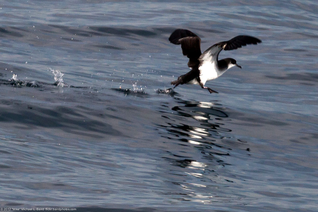 Um bobo-pequeno (Puffinus puffinus) sobrevoa as águas da Califórnia. Foto: Mike Baird / Flickr