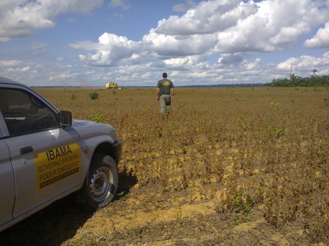 Servidor do Ibama em fazenda embargada com soja. Foto: Nélson Feitosa/Ascom Ibama/PA.