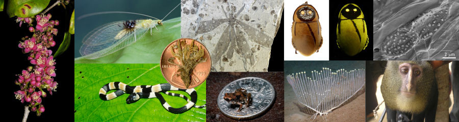 Uma barata que brilha no escuro, o menor vertebrado do mundo e um macaco com olhar humano estão entre as espécies escolhidas. Crédito: Imagem composta por Jacob Sahertian