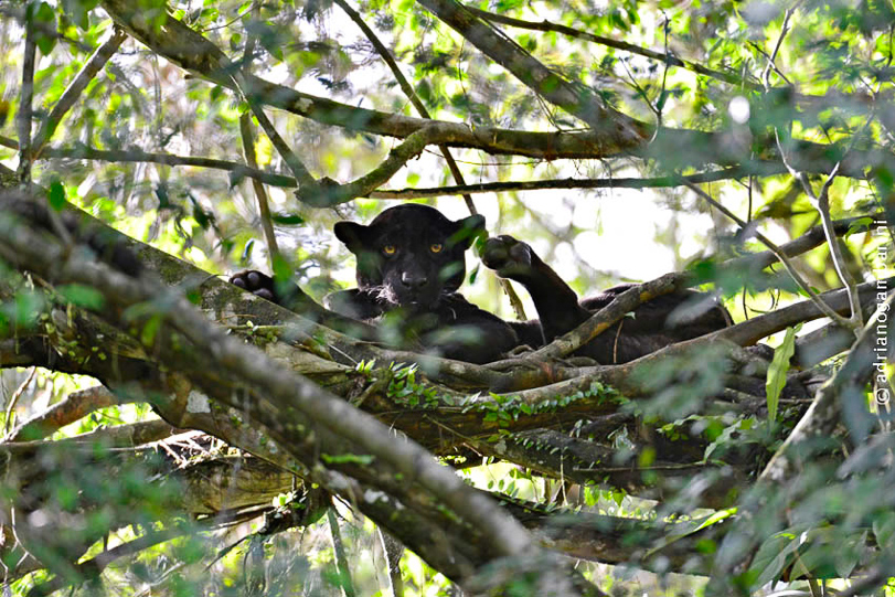 Onça-pintada melânica ‘Mamad’, com idade estimada em 6 anos. Fotos: Adriano Gambarini