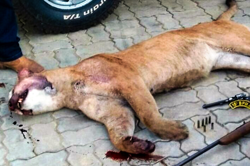 Segundo os policiais, trata-se de um animal adulto. A onça-parda está na lista de animais em extinção do ICMBio na categoria vulnerável. Crédito: PMA-MS