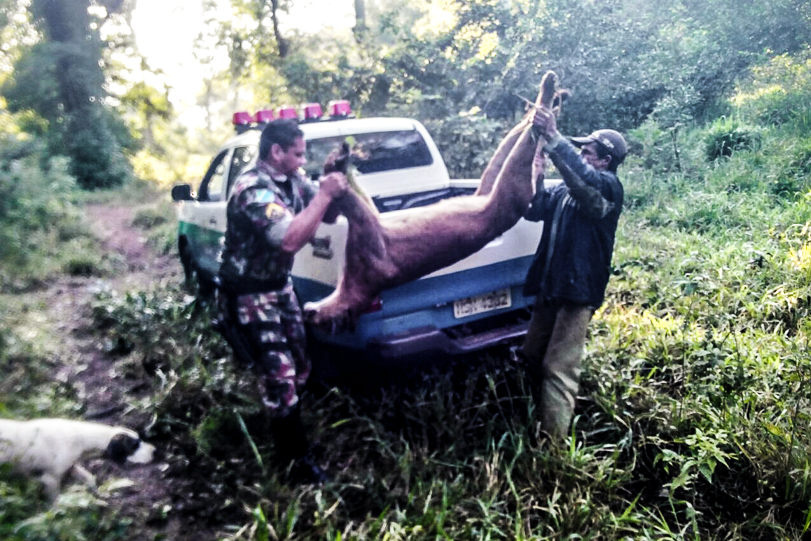 Funcionário de fazenda que matou animal foi preso e o animal abatido será empalhado. Crédito: PMA-MS