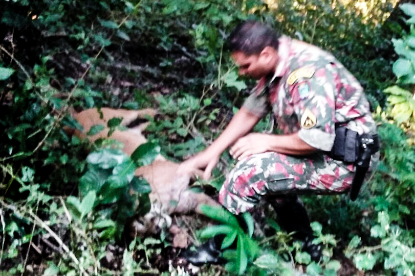 Policiais chegaram ao local do abate por indicação do próprio caçador. Crédito: PMA-MS