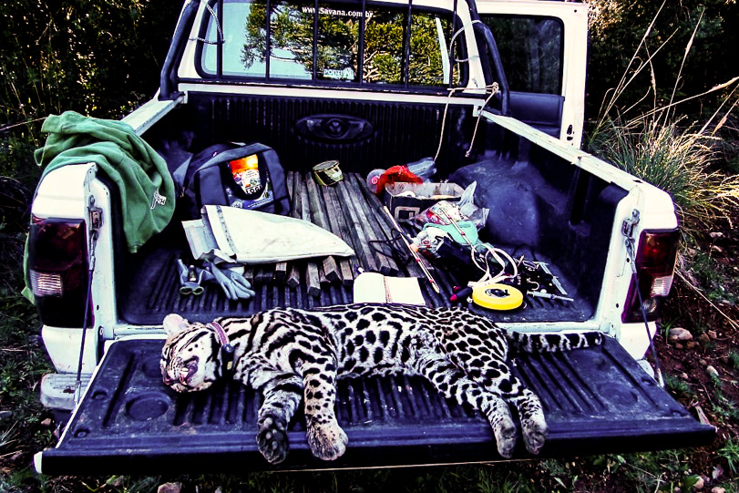 Captura de Leopardus pardalis (jaguatirica) em 2011, com coleta de dados e implantação de rádio-transmissor. Foto: Fabio Mazim