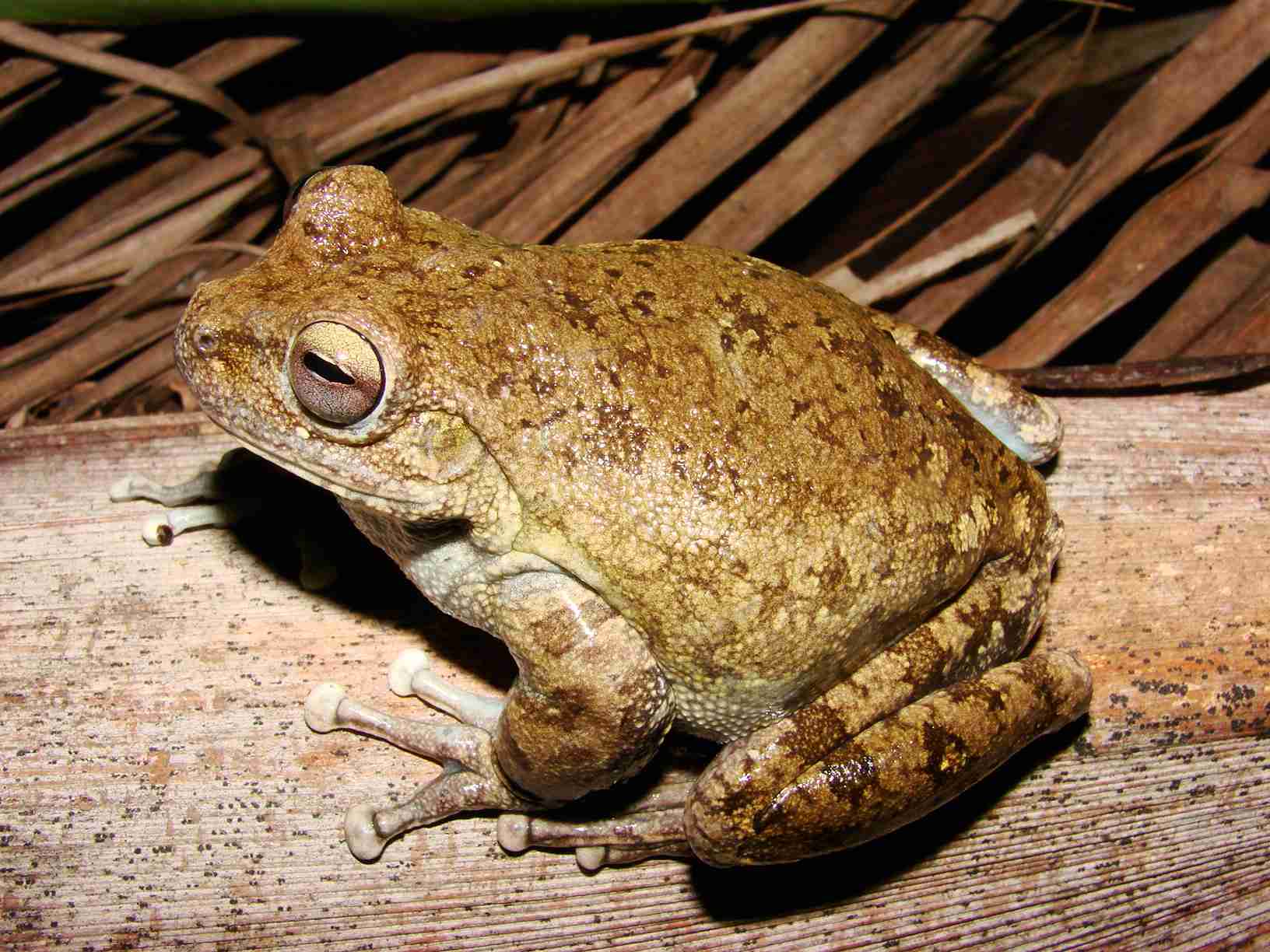 Vamos engolir sapos? ((o))eco