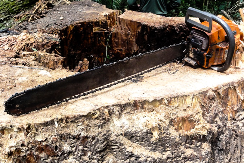 Foto: Norberto Souza/IBAMA