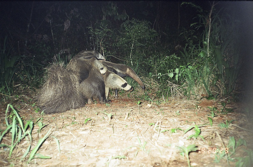 Tamanduá-bandeira. Foto: Camera Trap/Projeto Carnívoros do Iguaçu