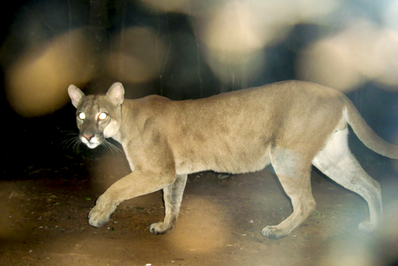 Fotos: Camera Trap/Projeto Carnívoros do Iguaçu