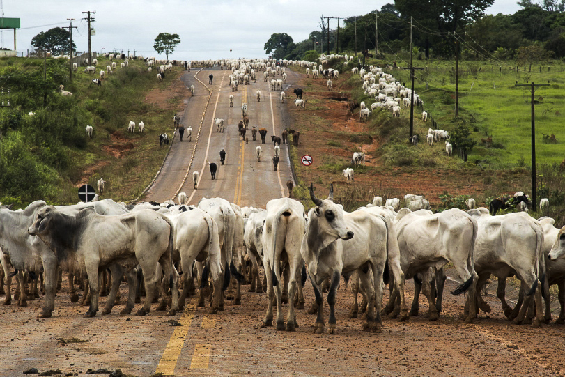 Cabeças de gado transitam pela rodovia estadual MT-208. Ao longo de quase 600 km, esta é uma das mais movimentadas rodovias do Mato Grosso e importante rota de integração do norte do estado. A MT-208 serve de escoamento de grande parte da produção de carne e grãos do estado. Foto: Zig Koch/Divulgação WWF.