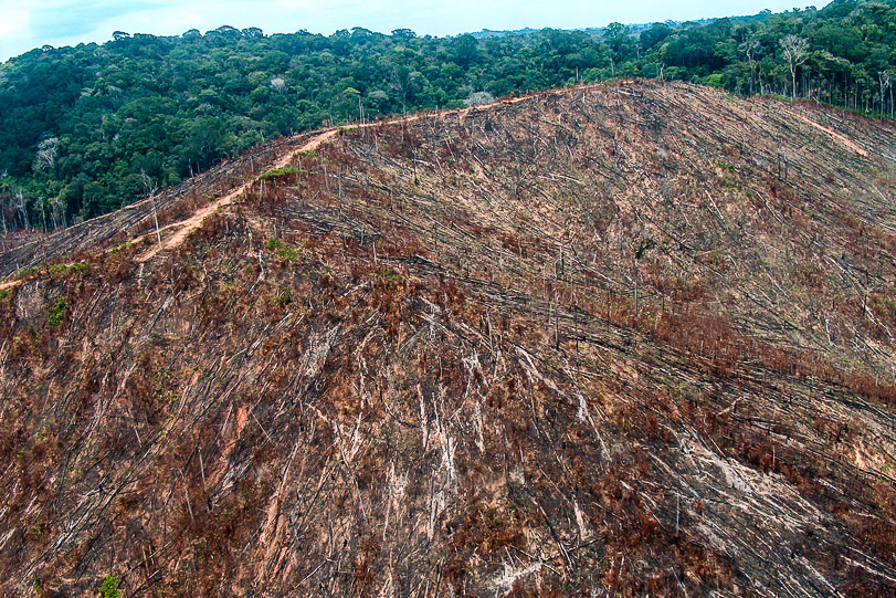 Área foi desmatada para pecuária no oeste do Pará. Foto: Everton Pimentel/IBAMA