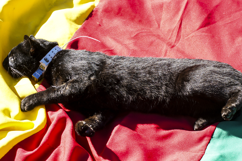 Porongo, após o procedimento de captura.