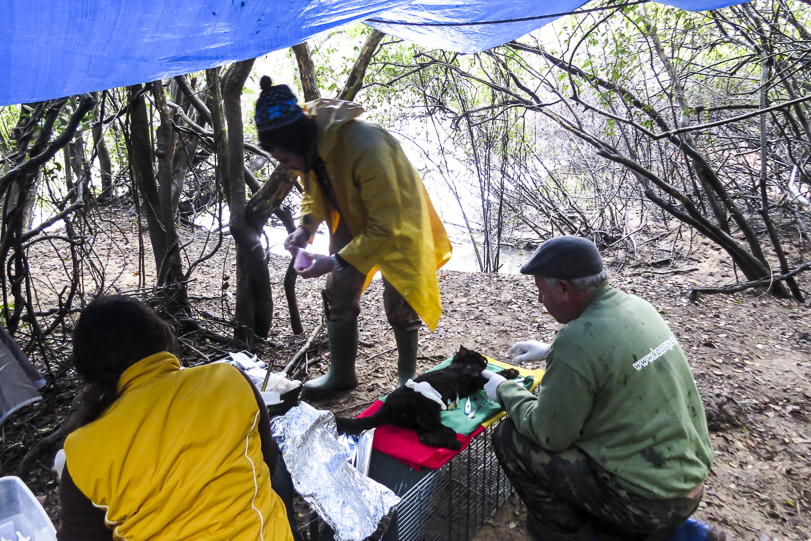 Procedimento de captura do Castelhano. Trabalho realizado na chuva e frio do RS, com José Bonifácio e Fábio Mazim.