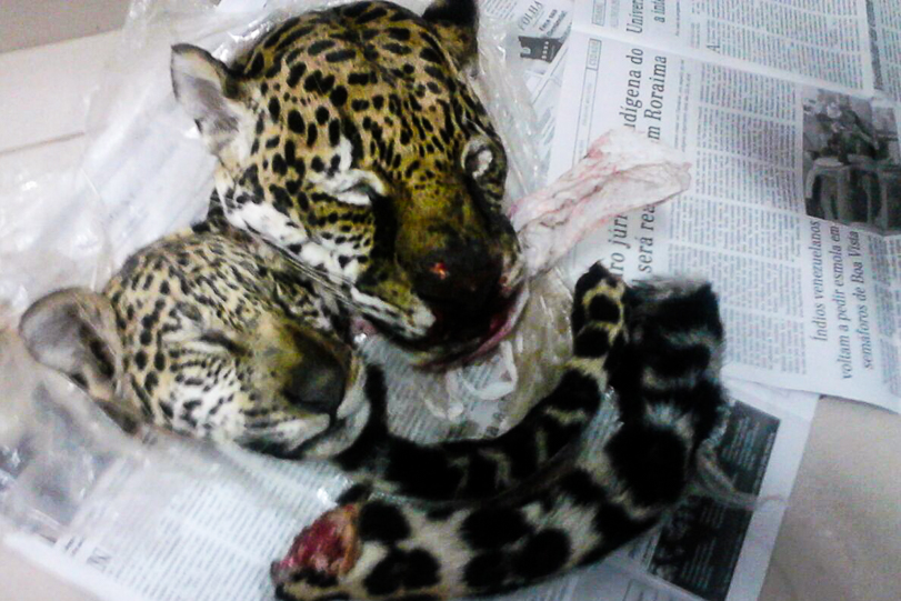 Provas do crime estavam numa mochila. Foto: Divulgação