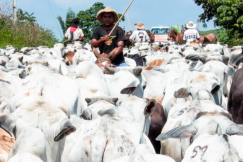 Boiada atravessa estrada. Foto: Agência Brasil