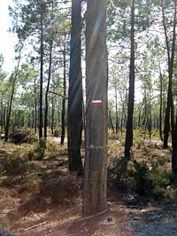 Sinalização para trilha em árvore no interior de Portugal. (Foto: Pedro Menezes)