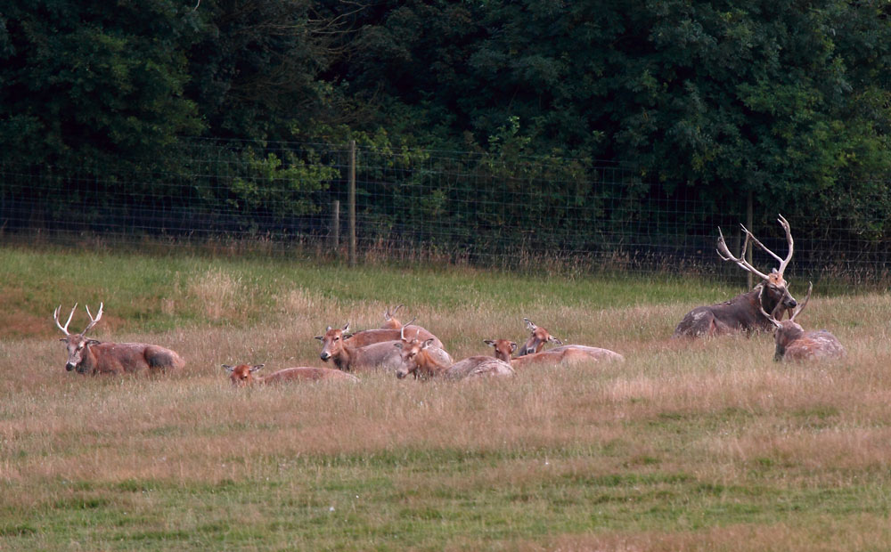 Um grupo de Milus descansa sob o sol do sul da Inglaterra, país onde estes refugiados ambientais foram salvos da extinção. Foto: Fabio Olmos