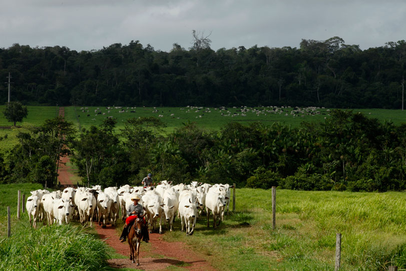 Pecuária é um setor importante para a economia do município. Foto: Sindicato dos Produtores Rurais de Paragominas