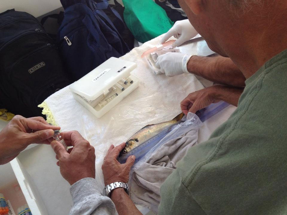 Laboratório de Bioquímica da Uerj coleta sangue de savelha para descobrir causa de mortandade. Foto: Divulgação Inea
