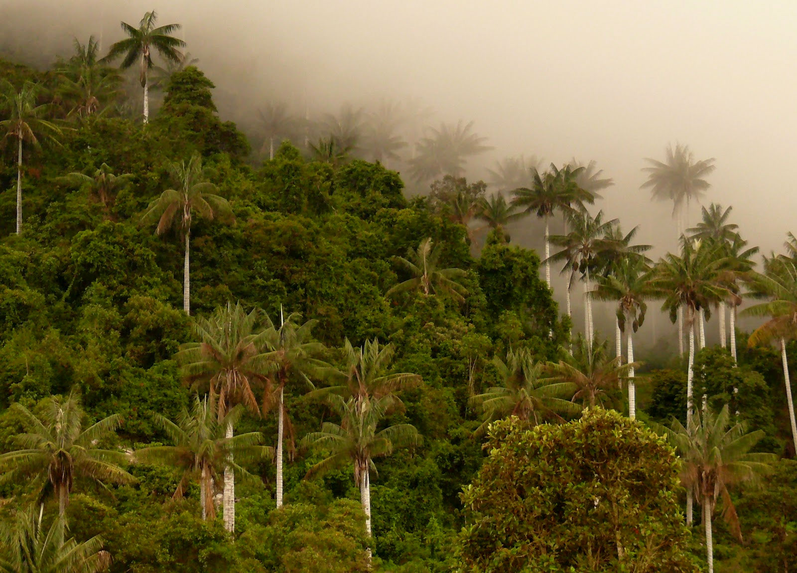 Parque Nacional de Cutervo, Perú. Foto: