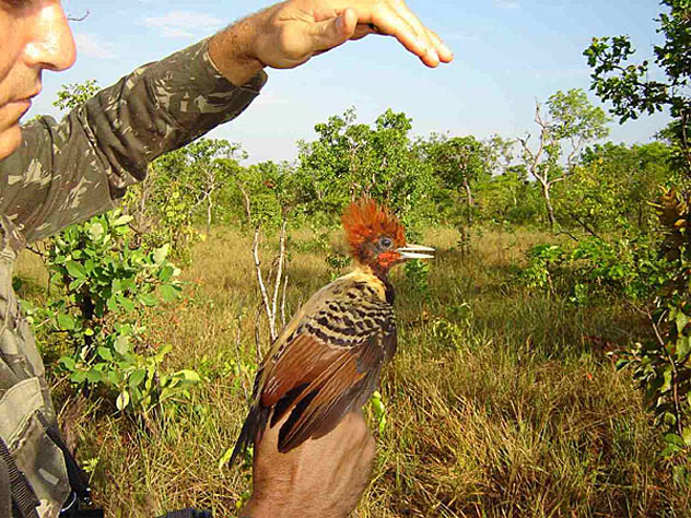 Pesquisador com um pica-pau-do-parnaíba, no Tocantins. (Foto: Guilherme Silva)