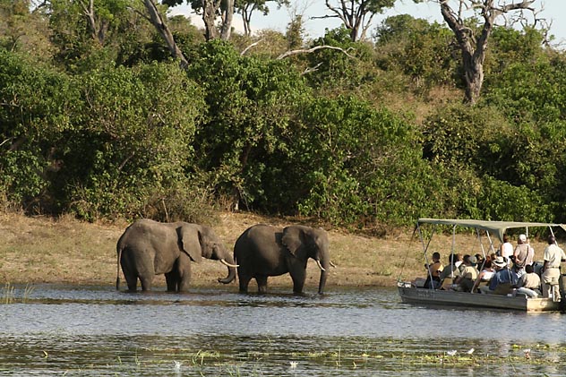 Os elefantes roubam o show no passeio de barco do Parque Nacional de Chobe. (Foto: Ana Leonor)