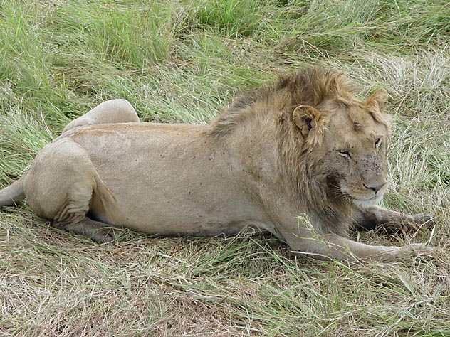 Alcatéias de leões são presença garantida no Parque Nacional do Etosha, na Namíbia. (Foto: Ana Leonor)
