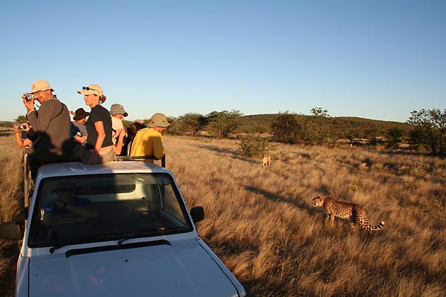 Mais de 20 guepardos moram nesta área protegida da Namíbia, reservada especialmente para eles.  Em tours diários, turistas são levados em um caminhão aberto, para assistir seu momento de alimentação. (Foto: Ana Leonor)
