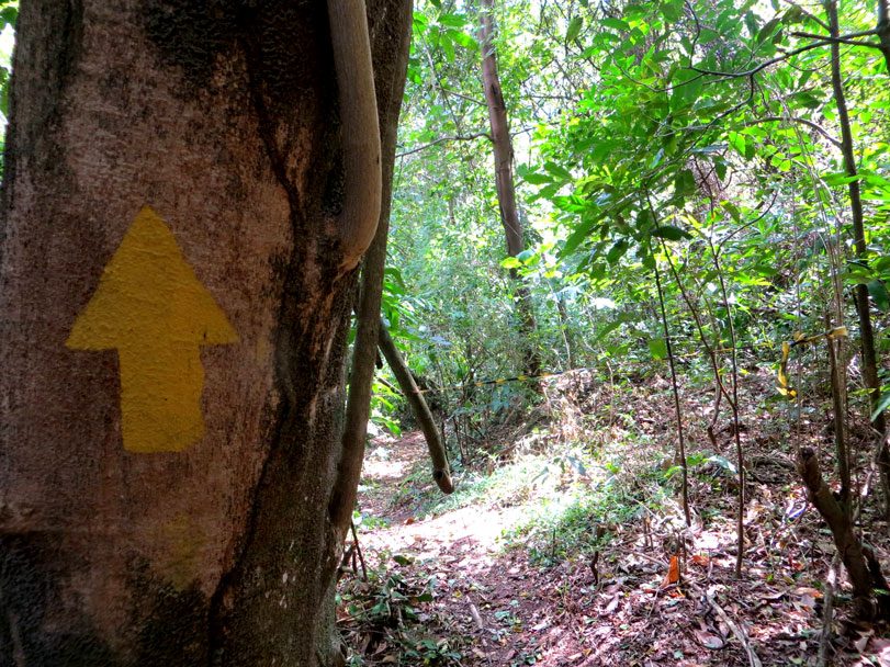Manejo da trilha já pronto para o mutirão de sinalização da Transcarioca em 14 de setembro. Fotos: (Acima) Pedro da Cunha e Menezes / (Abaixo) Felipe José