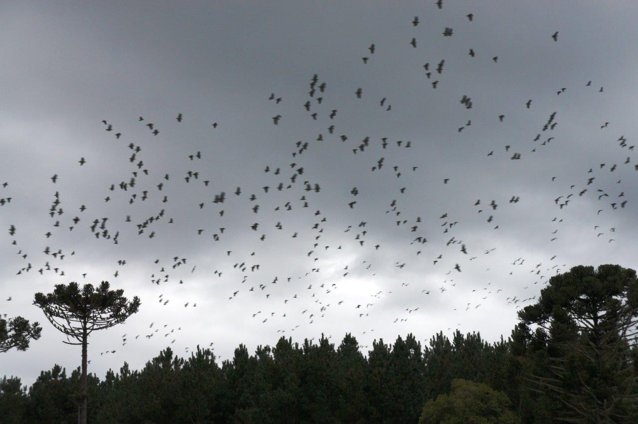 Papagaio-charão voltando aos seus locais de refugio no anoitecer de Urupema. Foto: Marc Dourojeanni
