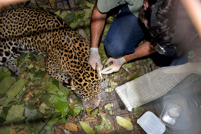 Onça capturada: o veterinário Igor Alexandre Schabib-Péres coloca tampões de algodão nos ouvidos do animal. O cuidado é feito para que os estímulos sonoros não perturbem o animal anestesiado. Foto: André Restel
