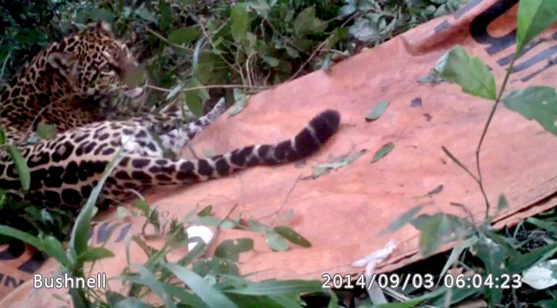 Onça pintada resgatada saindo da anestesia já na área de soltura. Foto: Comitê de Contenção de Animais Silvestres