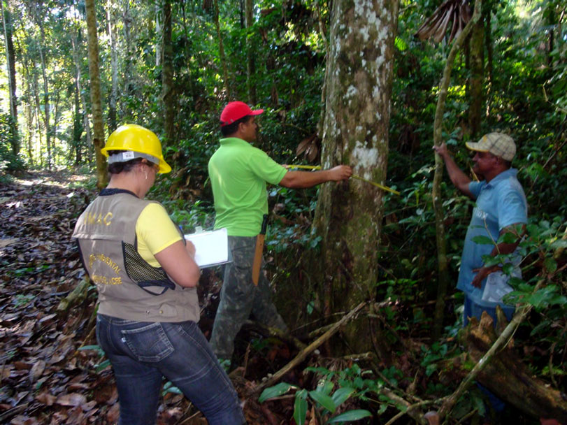 No manejo florestal, a floresta fica de pé. Na imagem, manejo feito no Acre. Foto: