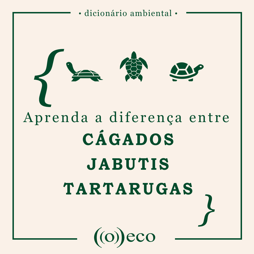 Aprenda A Diferenca Entre Cagados Jabutis E Tartarugas O Eco